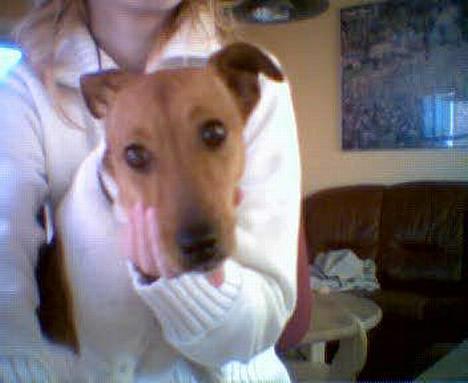 Dansk svensk gaardhund Freja ~min himmelhund - aflivet pga. kræft~ - er jeg ikke bare sød billede 3