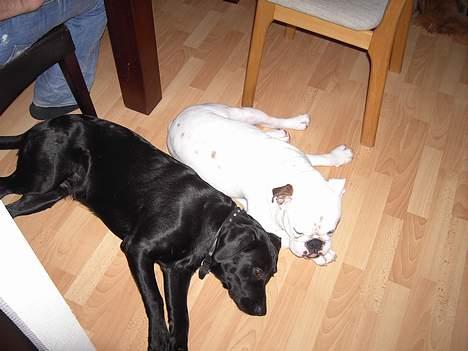Labrador retriever Charlie - Årh er endelig lige faldet til ro sammen med min "fætter" Victor. billede 9