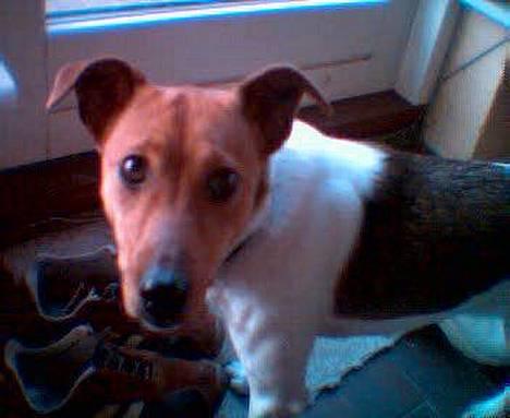 Dansk svensk gaardhund Freja ~min himmelhund - aflivet pga. kræft~ - hej søde billede 4