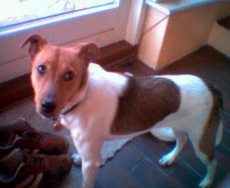 Dansk svensk gaardhund Freja ~min himmelhund - aflivet pga. kræft~ - hey skal du tage fler billeder? billede 5