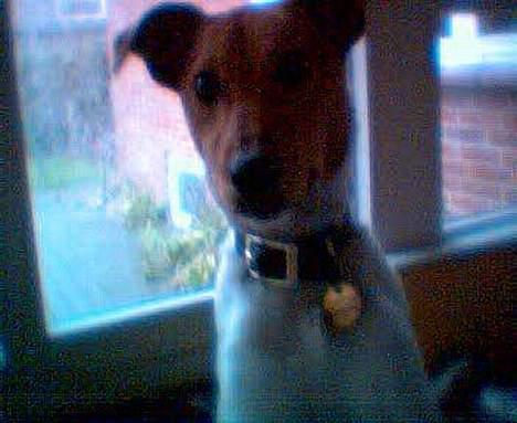 Dansk svensk gaardhund Freja ~min himmelhund - aflivet pga. kræft~ - kom og lege! billede 6