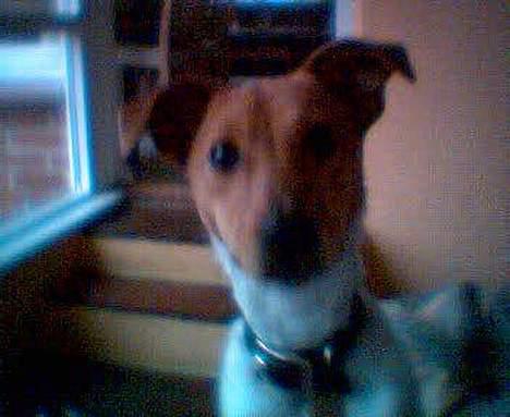 Dansk svensk gaardhund Freja ~min himmelhund - aflivet pga. kræft~ - jeg elsker at lege kom nu! billede 7