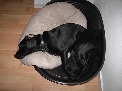 Labrador retriever Charlie - Søde hunde kan også have grimme dage.. billede 10