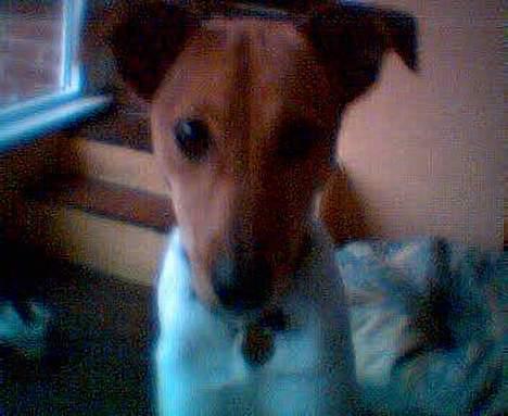 Dansk svensk gaardhund Freja ~min himmelhund - aflivet pga. kræft~ - jeg vil lege kom nu billede 8