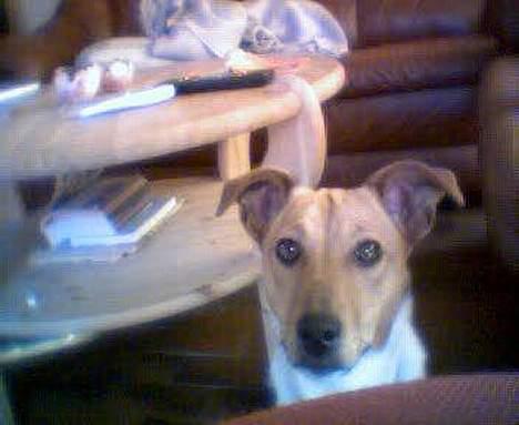 Dansk svensk gaardhund Freja ~min himmelhund - aflivet pga. kræft~ - hey hvad forgår der her? billede 9