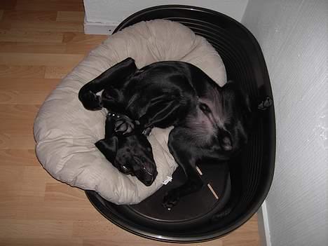 Labrador retriever Charlie - Årh dejlig ny kurv, har nemlig spist den gamle. billede 11