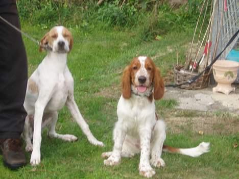Welsh springer spaniel Jackie - Jackie og Bella billede 2