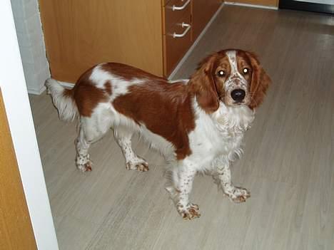 Welsh springer spaniel Jackie - Her Jackie otte mån. billede 3