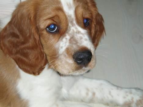 Welsh springer spaniel Jackie - Et hvalpe billede billede 4