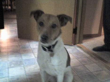 Dansk svensk gaardhund Freja ~min himmelhund - aflivet pga. kræft~ - er jeg ikke bare ynddi? billede 10