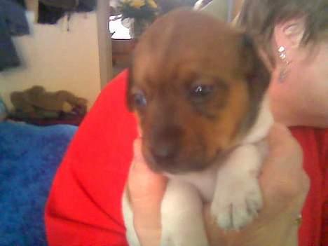 Dansk svensk gaardhund Freja ~min himmelhund - aflivet pga. kræft~ - sådan så freja ud da vi skulle finde os en hund billede 11