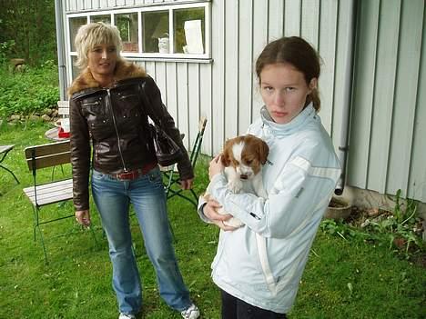 Welsh springer spaniel Jackie - her er vi nede og kigge på hvalpe, jackie 6 uger og mig der holder:) billede 5