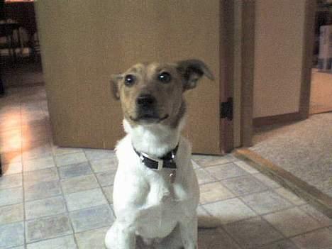 Dansk svensk gaardhund Freja ~min himmelhund - aflivet pga. kræft~ - hey der er mad...! billede 12