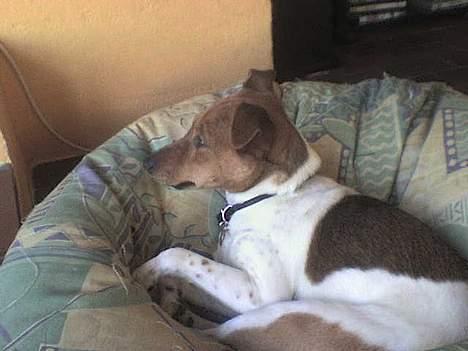 Dansk svensk gaardhund Freja ~min himmelhund - aflivet pga. kræft~ - så tager man en lille slappert igen billede 13