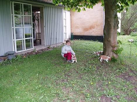 Welsh springer spaniel Jackie - Jackie og min lille søster. billede 6