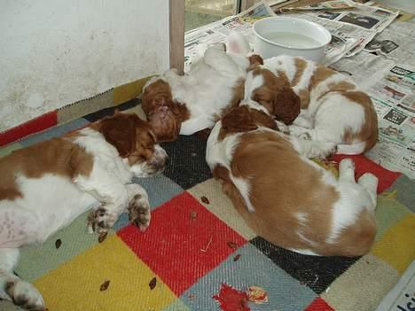 Welsh springer spaniel Jackie - Jackie med sine søskende. billede 7
