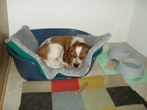 Welsh springer spaniel Jackie - dagen efter ankomst. billede 8