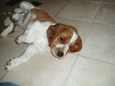 Welsh springer spaniel Jackie - Jackie 9 uger. billede 9