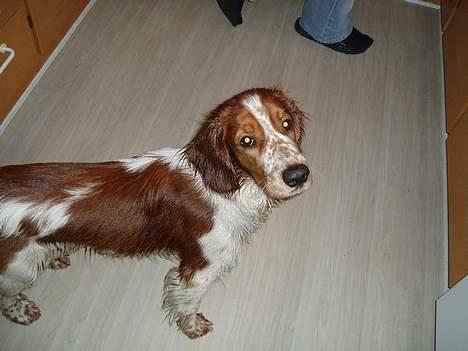 Welsh springer spaniel Jackie - Jackie efter gåtur. billede 10
