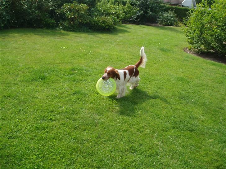 Welsh springer spaniel Jackie - Jackie apportere freesbee:D billede 11