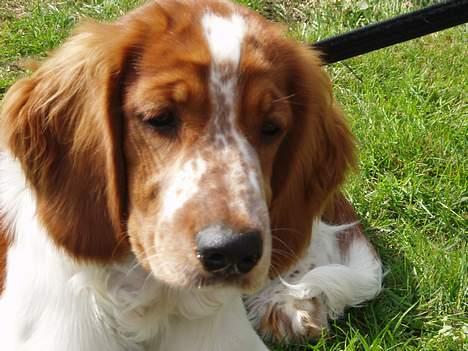 Welsh springer spaniel Jackie - Jackie 5 mån. billede 12