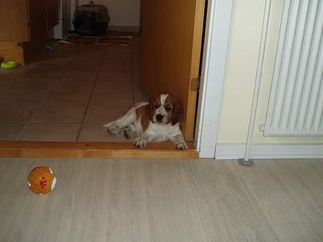 Welsh springer spaniel Jackie - Jackie to dage efter ankomst. billede 13