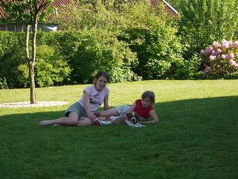 Welsh springer spaniel Jackie - Mig og Jackie og lillesøster, på en skøn sommerdag. billede 14