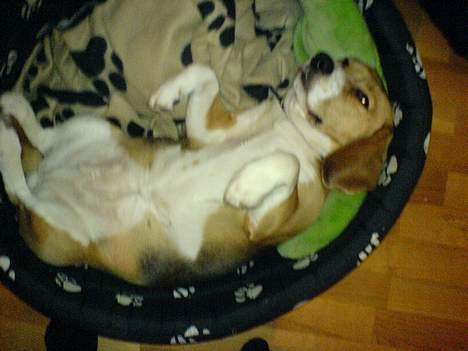 Beagle Bella *RIP <3* - Nu er jeg godt nok træt- Godnat! billede 11