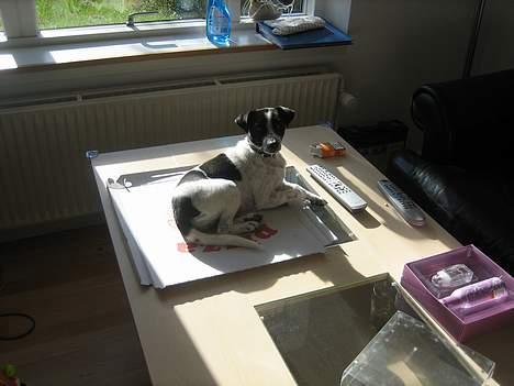 Dansk svensk gaardhund Misty - Når jeg er på besøg hos moster er jeg ikke helt klar over hvad jeg ikke må - men hvad hun ikke ser.... billede 4