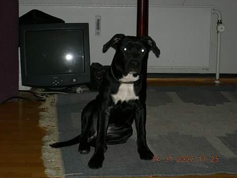 Amerikansk staffordshire terrier tiesto  billede 1