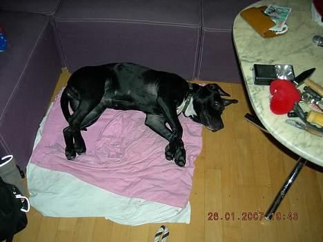 Amerikansk staffordshire terrier tiesto  billede 2