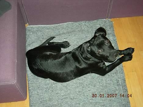 Amerikansk staffordshire terrier tiesto  billede 3