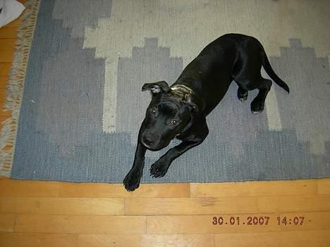 Amerikansk staffordshire terrier tiesto  billede 4