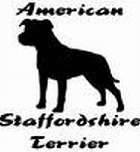 Amerikansk staffordshire terrier tiesto  billede 5