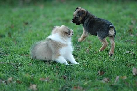 Border terrier Lutra´s Xenia - væk med dig siger moony hihi:) billede 1