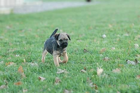 Border terrier Lutra´s Xenia - Nu kommer jeg. billede 2