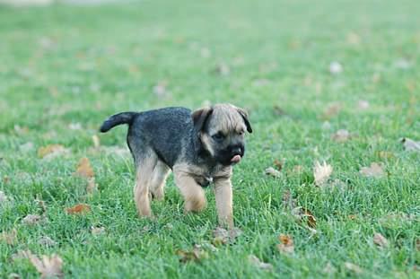 Border terrier Lutra´s Xenia - Lille Xenia pige billede 3