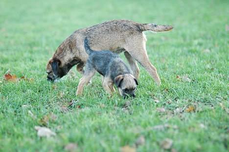 Border terrier Lutra´s Xenia - Det dufter godt! billede 4