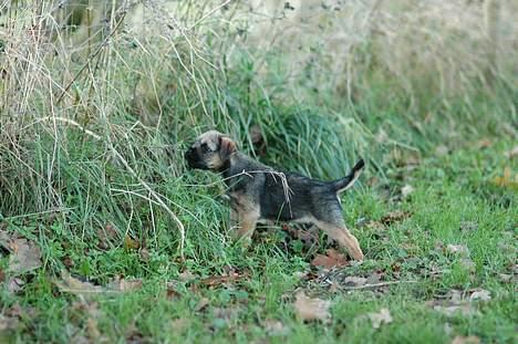 Border terrier Lutra´s Xenia - Hvad er der inde? billede 5