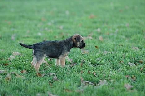 Border terrier Lutra´s Xenia billede 6