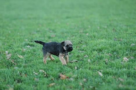 Border terrier Lutra´s Xenia billede 7