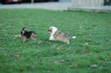 Border terrier Lutra´s Xenia - Ju-huh. billede 8