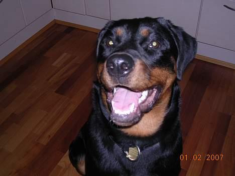 Rottweiler Keeno *1-5 06 - 14-12 09* - mon du har en godbid tilmig? billede 1