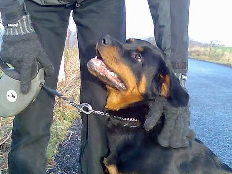 Rottweiler Keeno *1-5 06 - 14-12 09* - Det allerførst billede vi tog af hende ved internatet billede 2