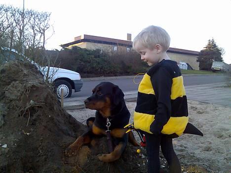 Rottweiler Keeno *1-5 06 - 14-12 09* billede 3