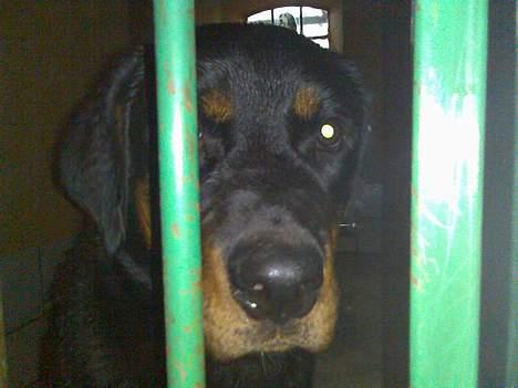 Rottweiler Keeno *1-5 06 - 14-12 09* - Tager I mig ikke med hjem? billede 4