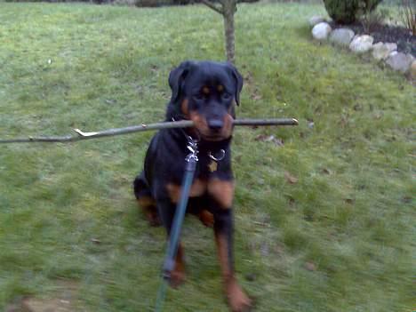 Rottweiler Keeno *1-5 06 - 14-12 09* billede 5