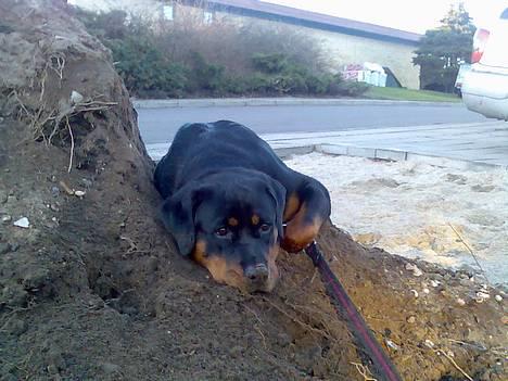 Rottweiler Keeno *1-5 06 - 14-12 09* billede 6