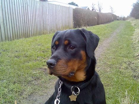 Rottweiler Keeno *1-5 06 - 14-12 09* billede 7