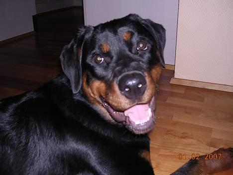 Rottweiler Keeno *1-5 06 - 14-12 09* billede 8